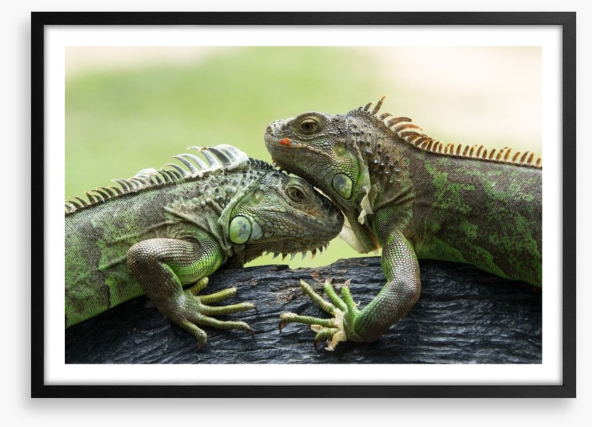 Iguana love