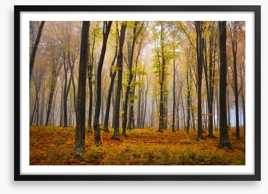 Autumn in the misty beech forest