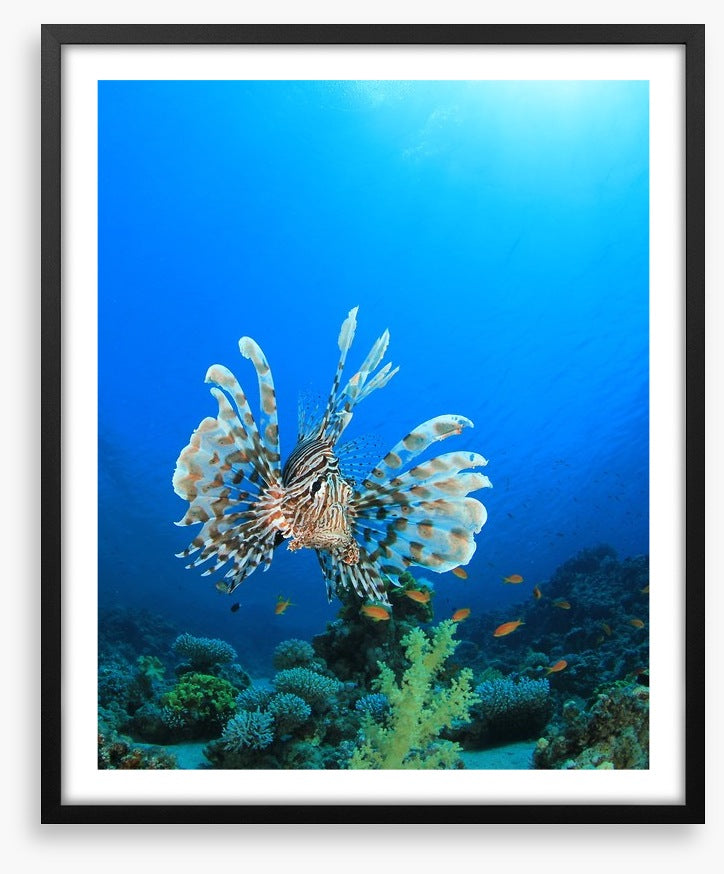 Fish / Aquatic