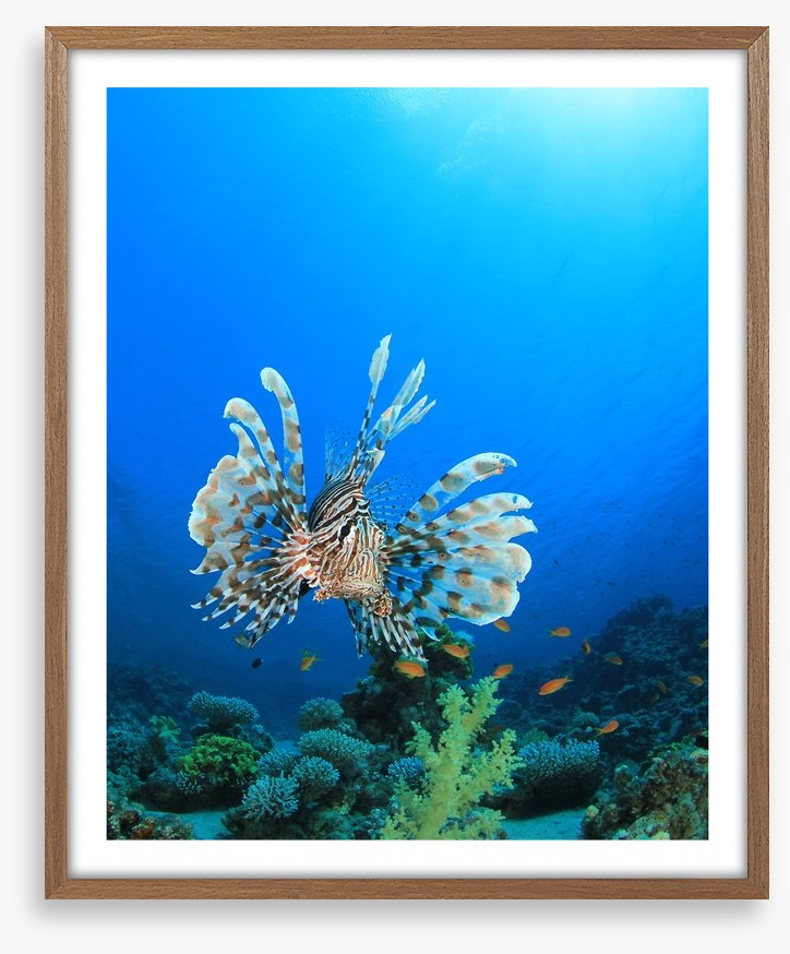 Fish / Aquatic