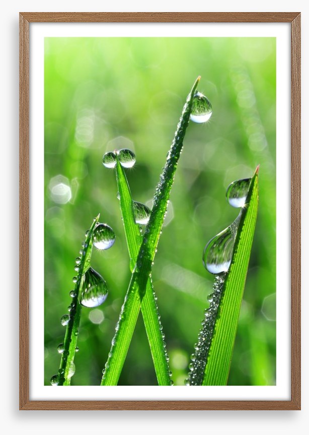Emerald dew drops