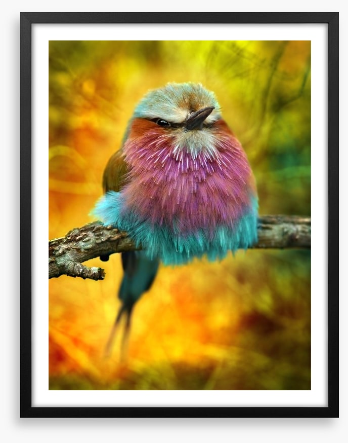 Lilac breasted roller bird