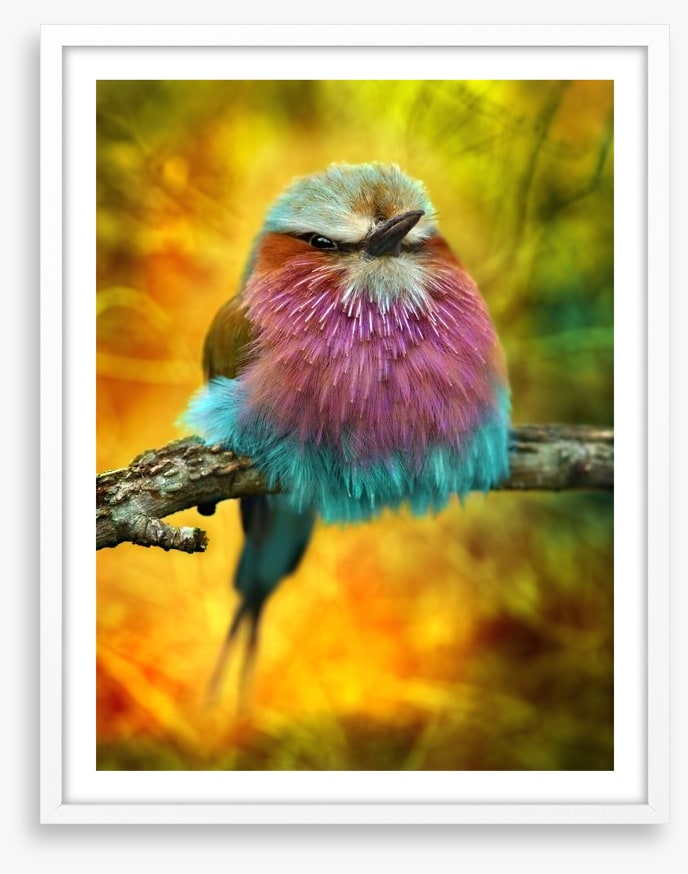 Lilac breasted roller bird