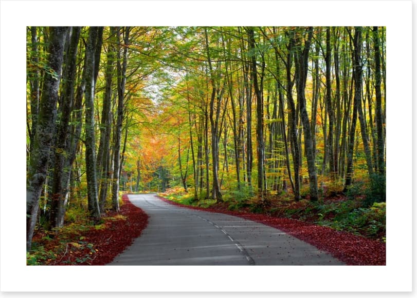 Autumn beech forest