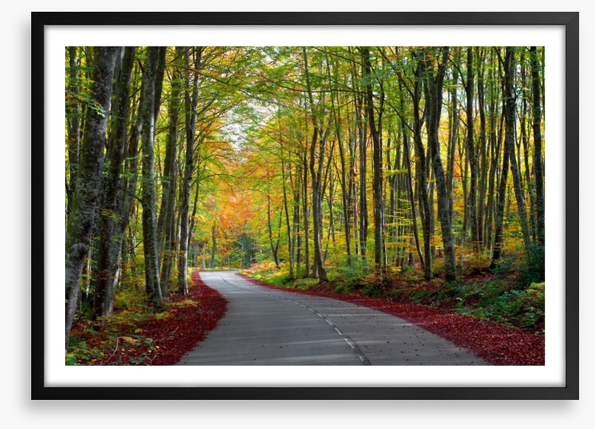 Autumn beech forest