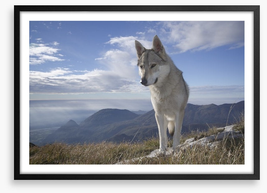 Lone wolf