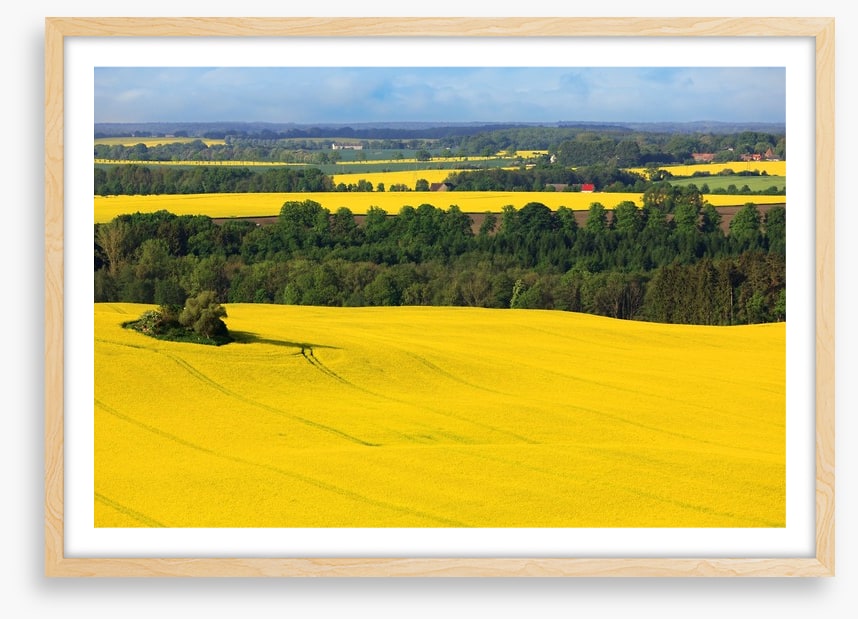 Golden canola