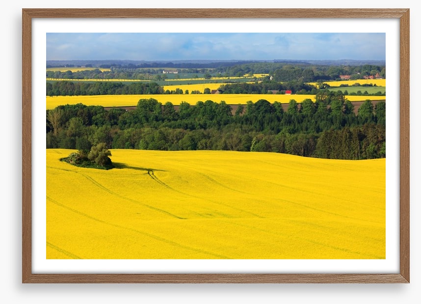 Golden canola