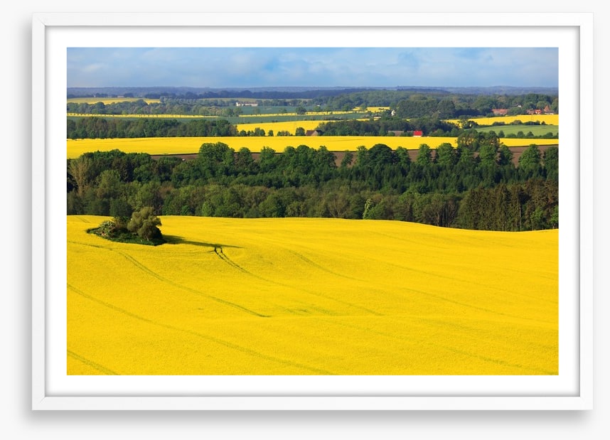 Golden canola