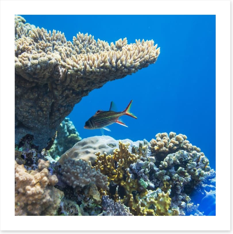 Fish / Aquatic