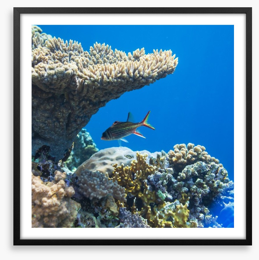 Fish / Aquatic