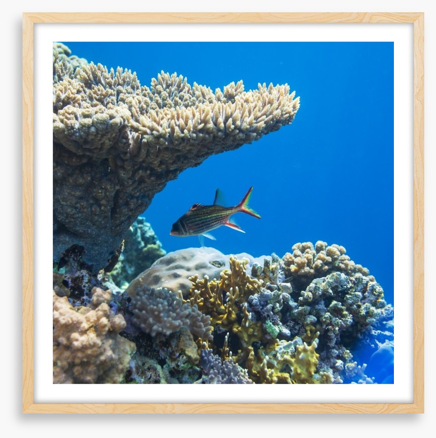 Fish / Aquatic