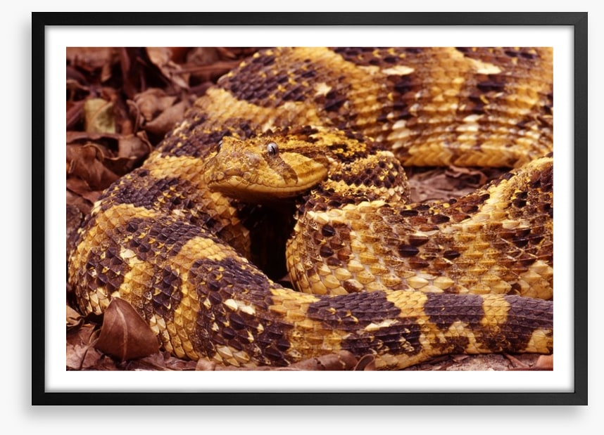Reptiles / Amphibian
