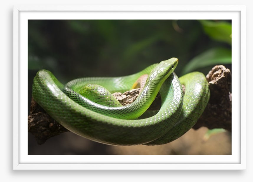 Reptiles / Amphibian