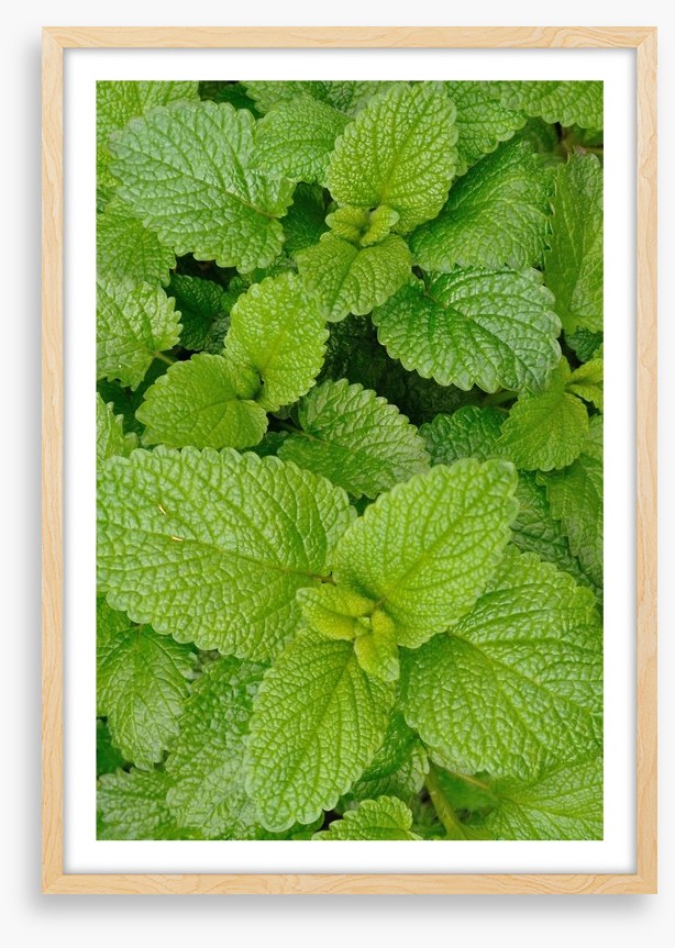 Mint condition