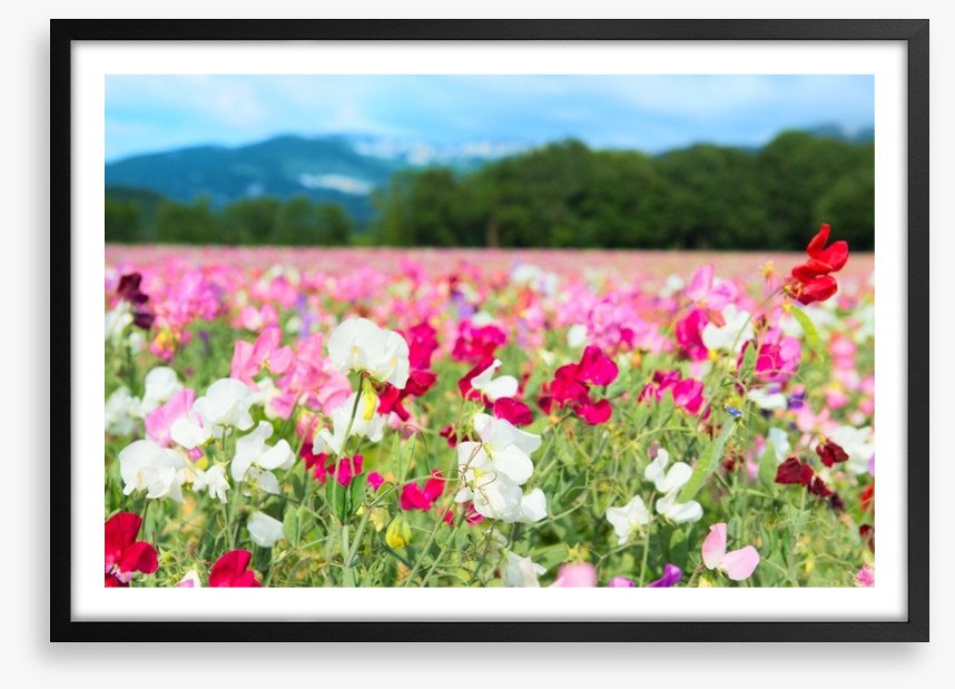 Spring meadow
