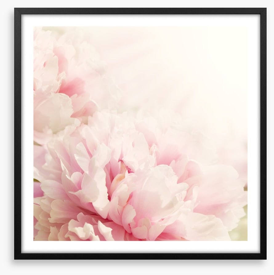 Soft pink peony