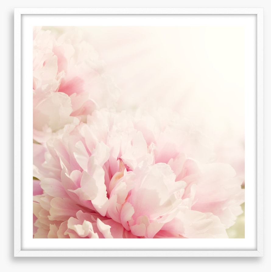 Soft pink peony