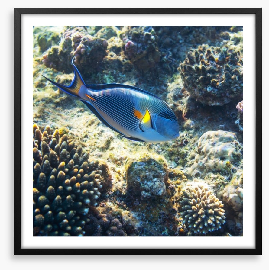 Fish / Aquatic