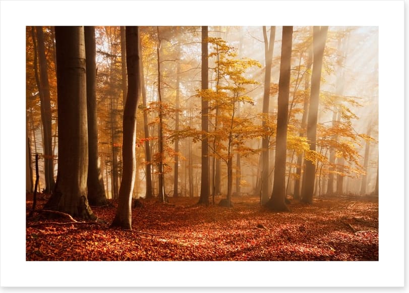 Carpathian beech forest
