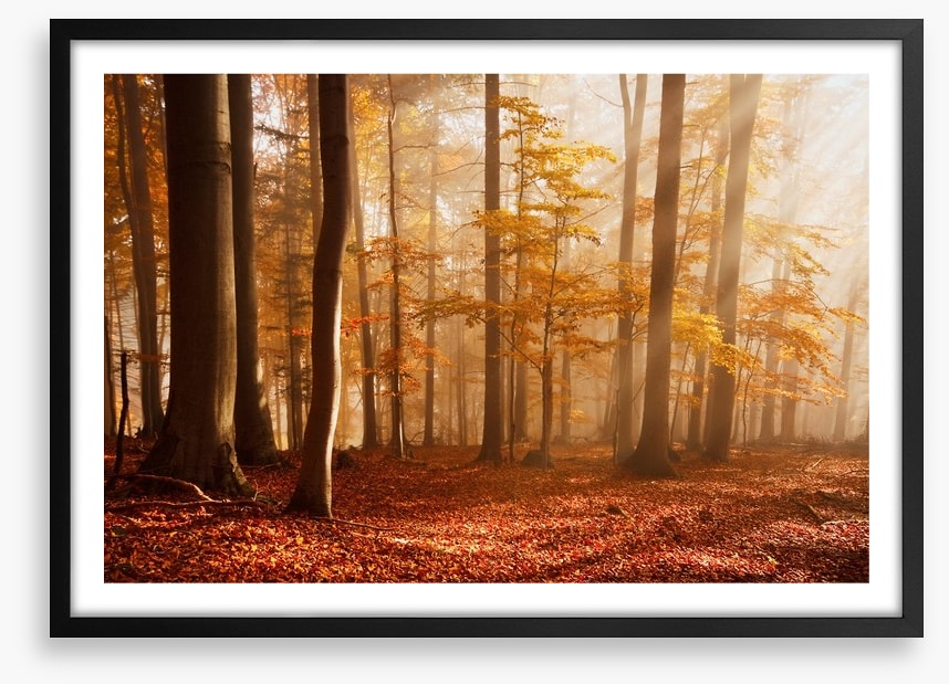Carpathian beech forest