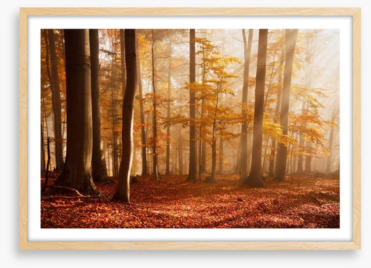 Carpathian beech forest