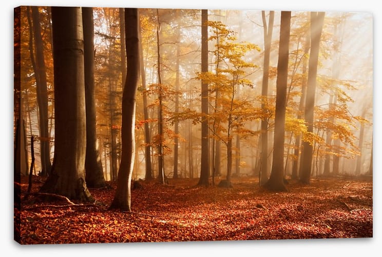 Carpathian beech forest