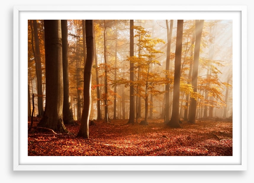Carpathian beech forest