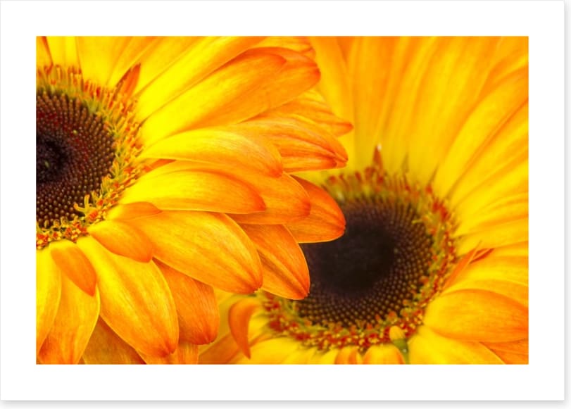 Sunshine petals
