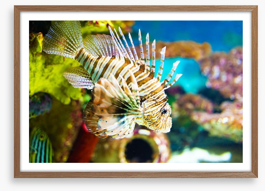 Life of the lionfish