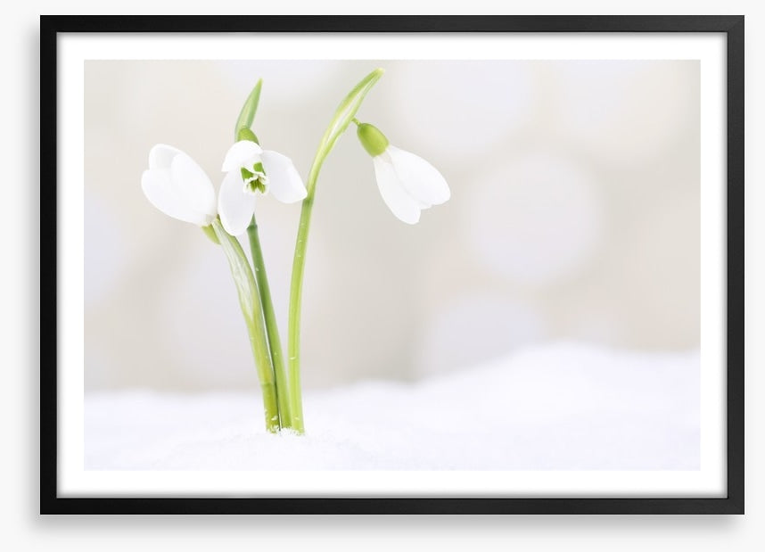 The first snowdrops