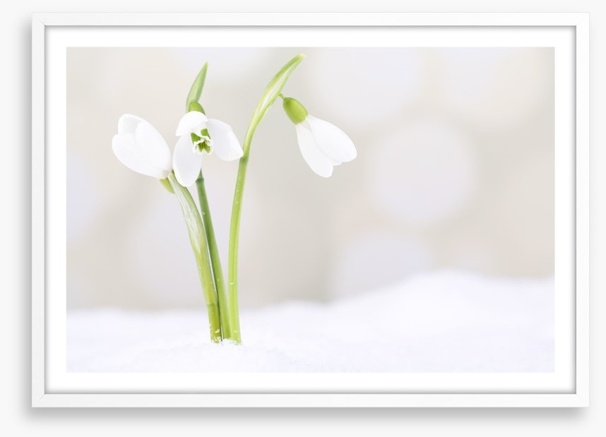 The first snowdrops