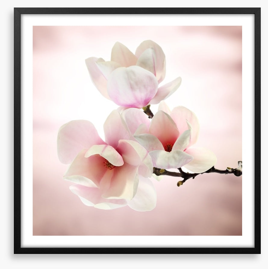 Magnolia buds