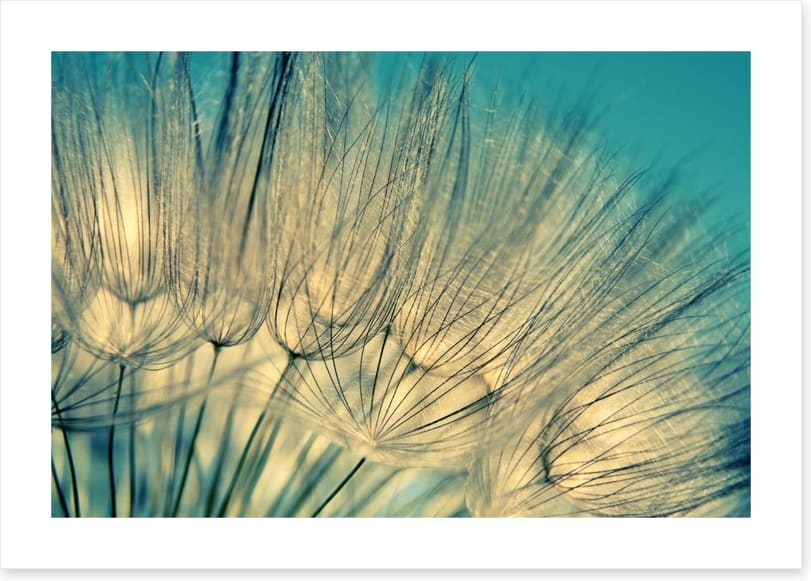 Dandelion flowers