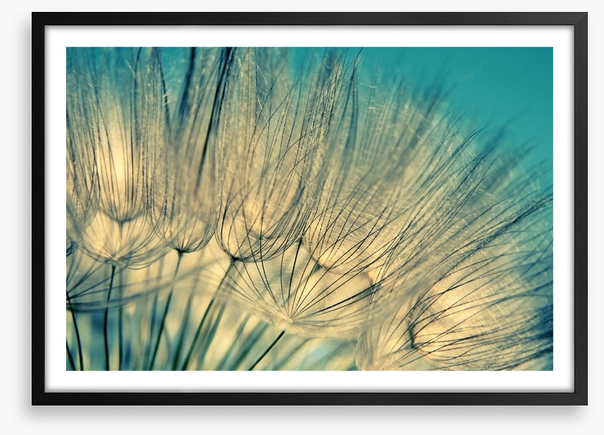 Dandelion flowers