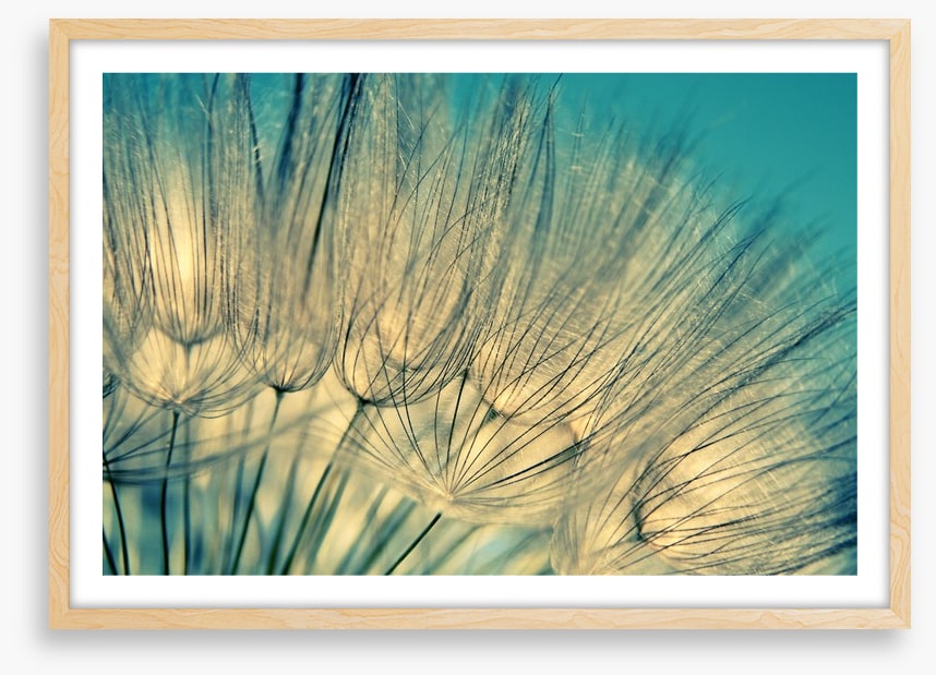 Dandelion flowers