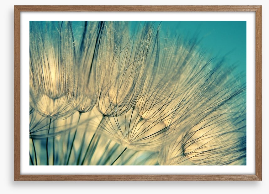 Dandelion flowers