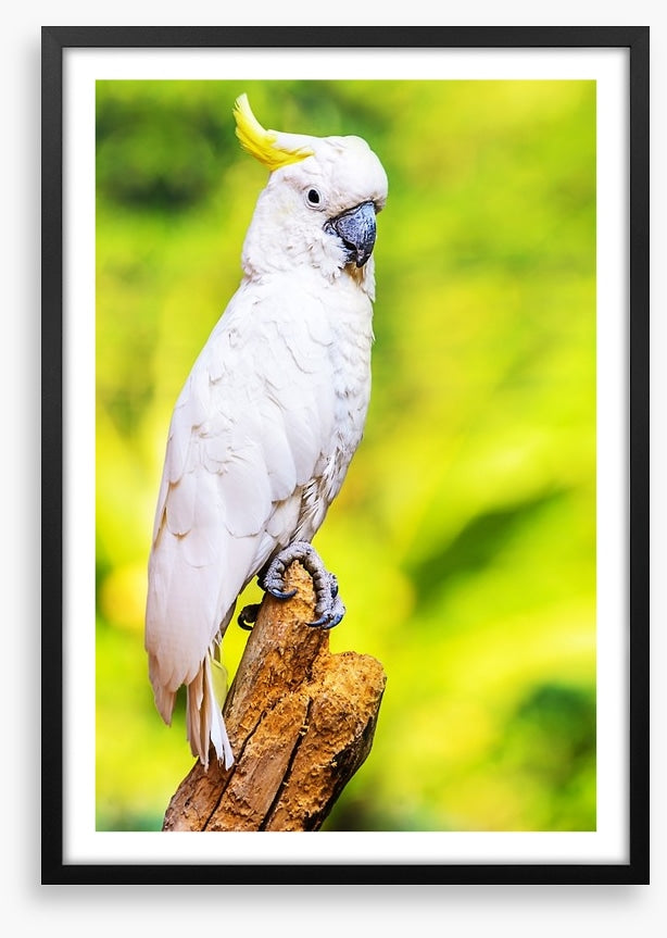 Yellow crested cockatoo