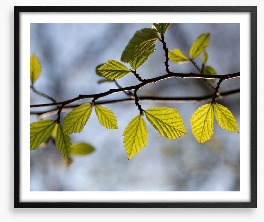 Leaves