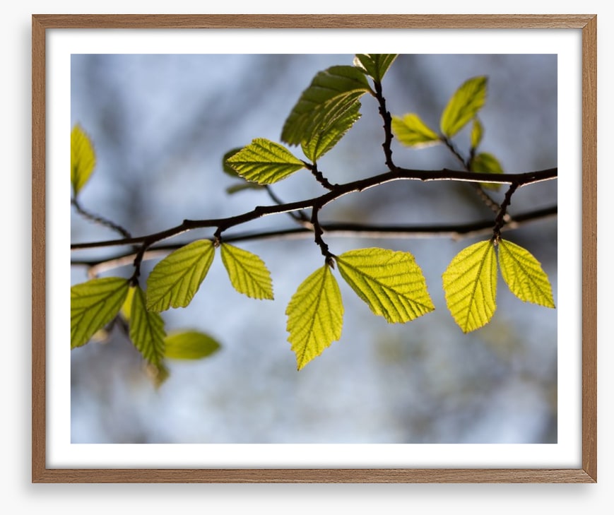 Leaves