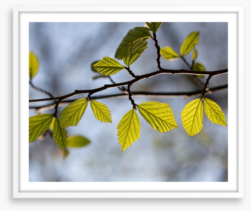 Leaves