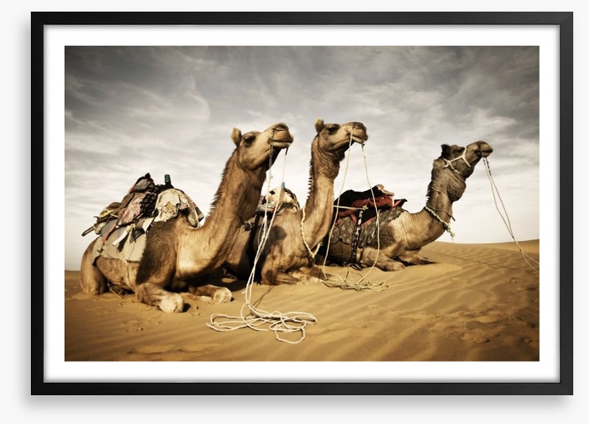 Three camels