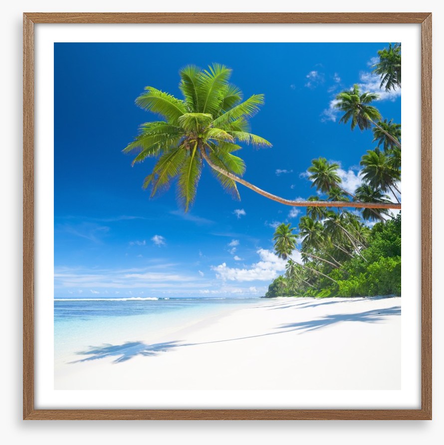 Coconut cove