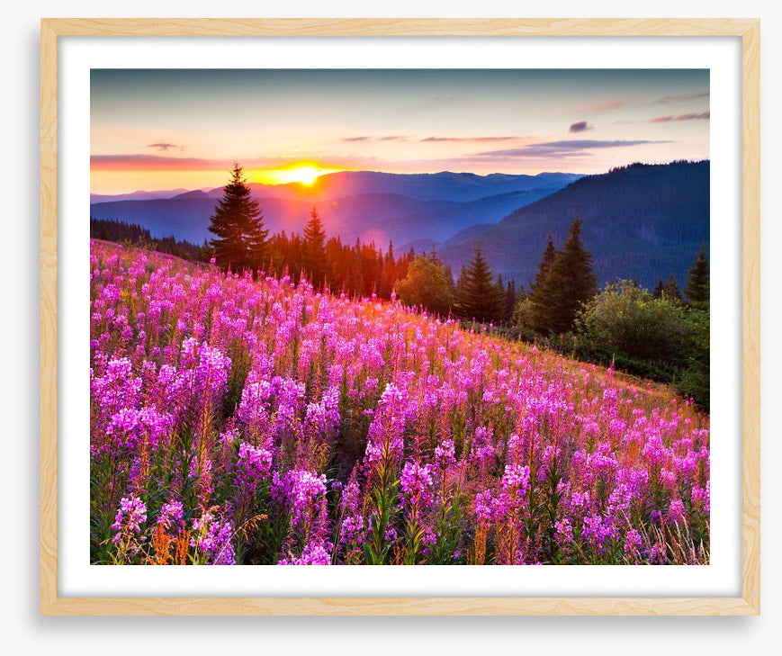 Sunrise across the meadow