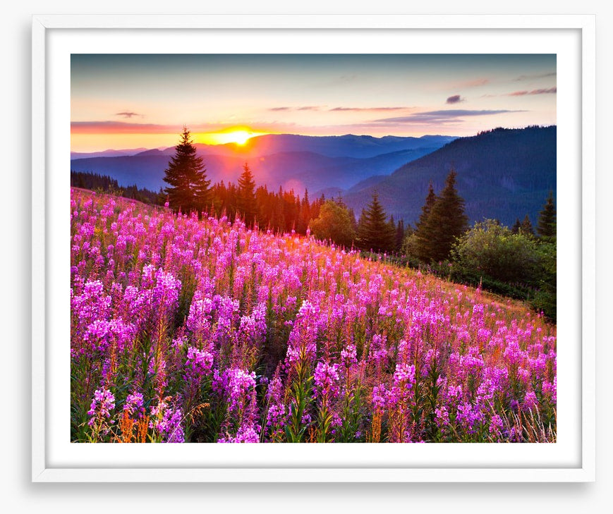 Sunrise across the meadow