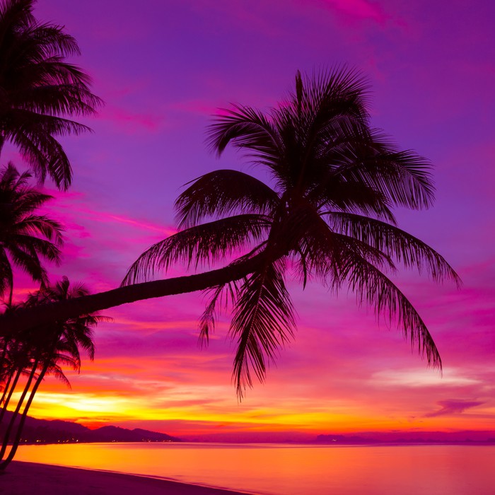 Purple sky palm