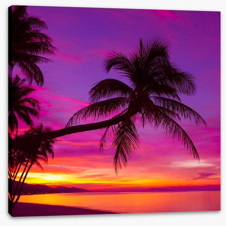 Purple sky palm