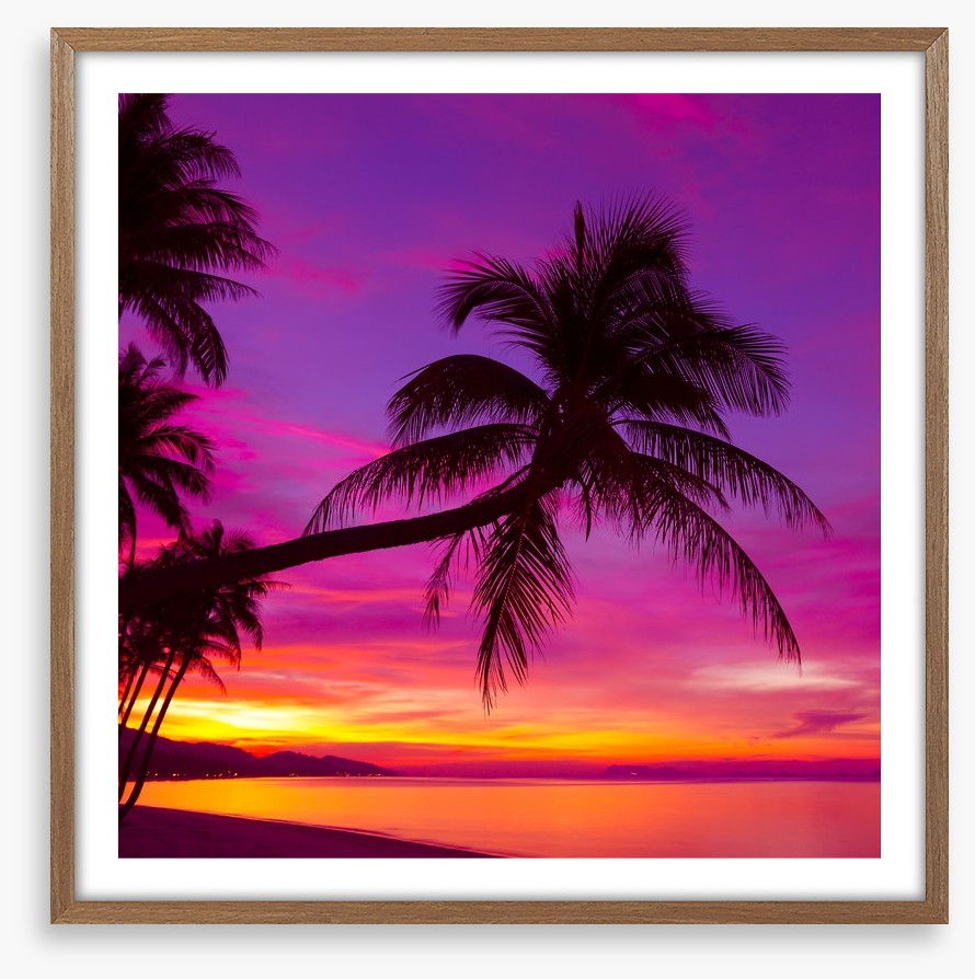 Purple sky palm