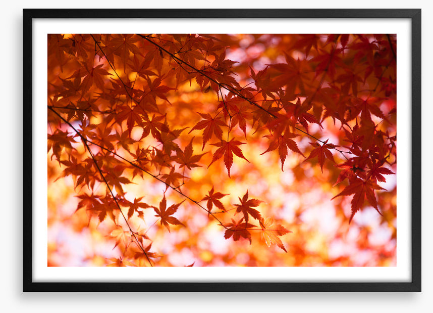 Leaves
