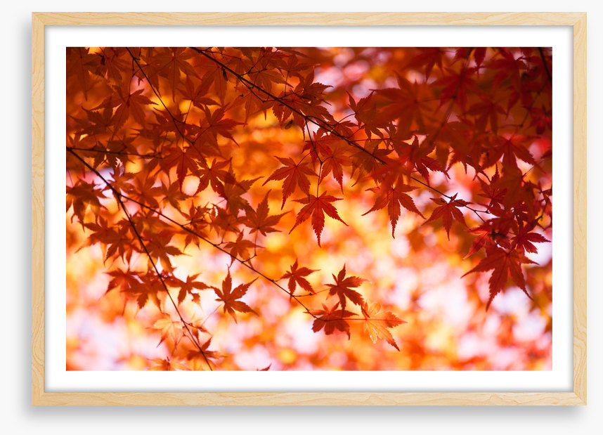 Leaves